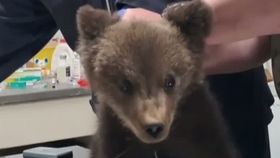 VIDEO Doi pui de urs au fost salvați din copac. Aceștia au fost blocați mai bine de două zile